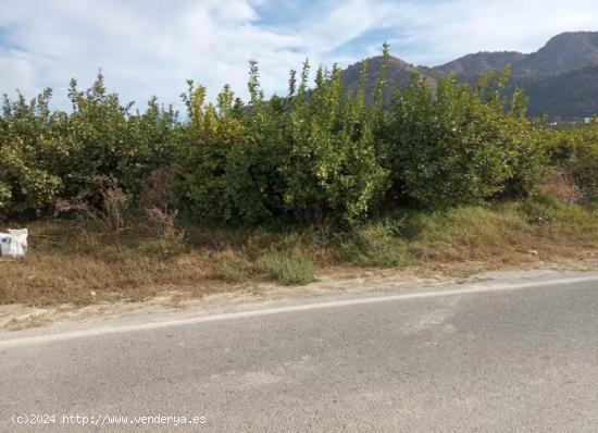 Parcela de limoneros en producción - MURCIA