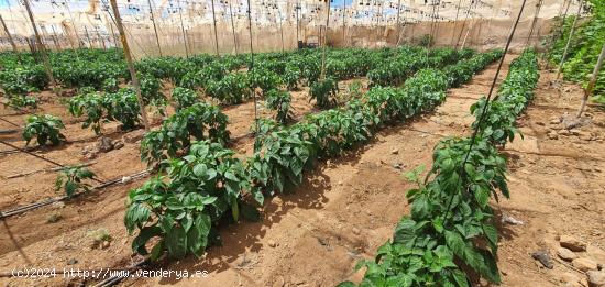 FINCA  RÚSTICA CULTIVABLE EN GUÍA DE ISORA - TENERIFE - SANTA CRUZ DE TENERIFE