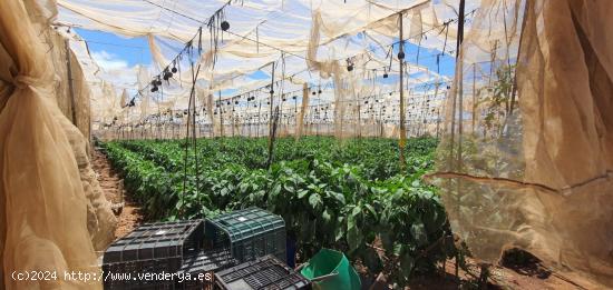 FINCA  RÚSTICA CULTIVABLE EN GUÍA DE ISORA - TENERIFE - SANTA CRUZ DE TENERIFE