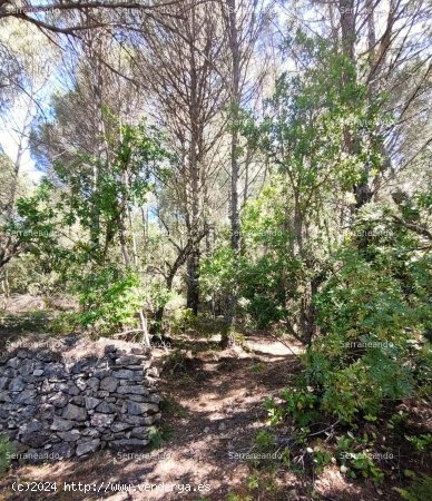 SE VENDE FINCA RÚSTICA EN VENTA EN EL CASTAÑO DEL ROBLEDO (HUELVA) ESPAÑA - Casta