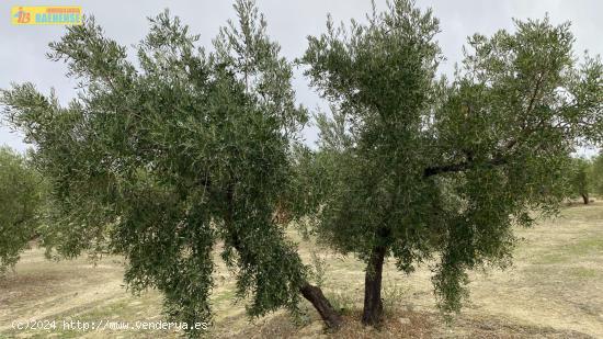  Olivar a los pies de Baena - CORDOBA 