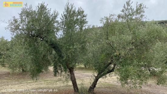 Olivar a los pies de Baena - CORDOBA