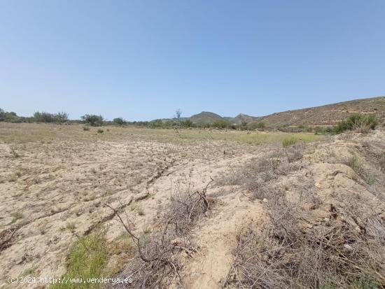 Terreno de regadío, cultivo. Puerto Lumbreras. - MURCIA