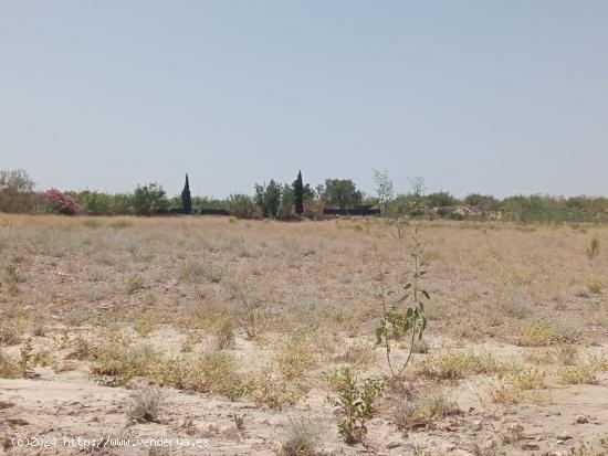 Terreno de regadío, cultivo. Puerto Lumbreras. - MURCIA