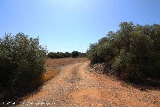 Terreno rural, con pozo propio, idealmente situado entre Campos y Sa Rapita - BALEARES