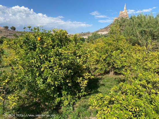 PARCELA RUSTICA CON VISTAS A LOS CASTILLOS - MURCIA