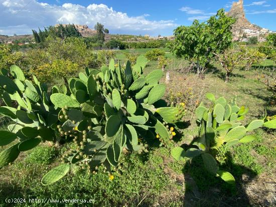 PARCELA RUSTICA CON VISTAS A LOS CASTILLOS - MURCIA