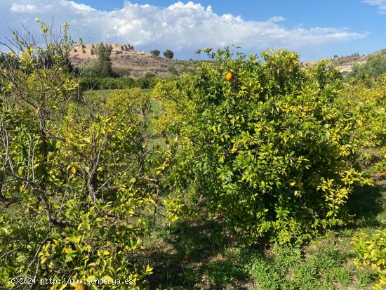 PARCELA RUSTICA CON VISTAS A LOS CASTILLOS - MURCIA