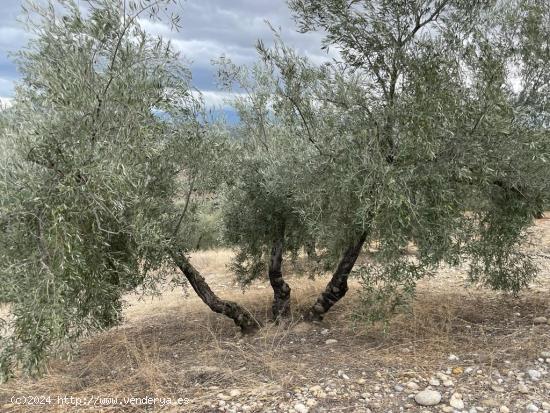 Olivar en Pol Almenara - JAEN