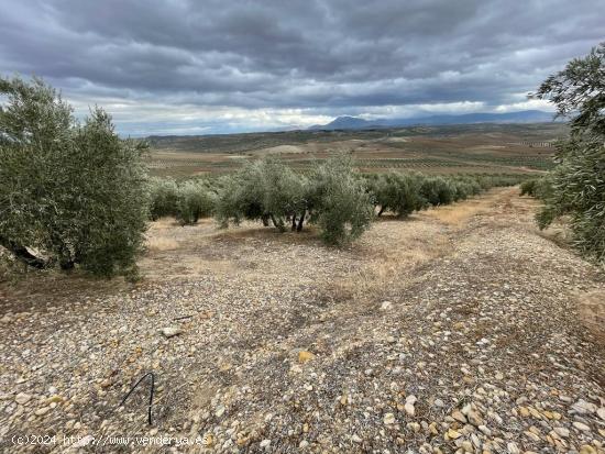 Olivar en Pol Almenara - JAEN