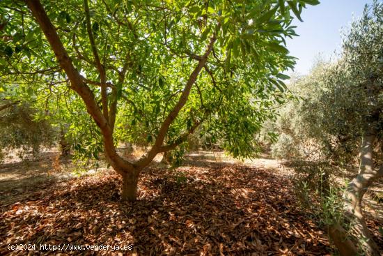 Finca en Canjayar!!!!! - ALMERIA