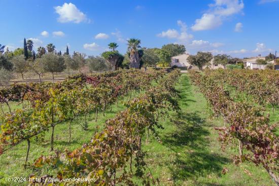 Se vende finca en sencelles con 21.000 metros de terreno y casa principal y de invitados - BALEARES