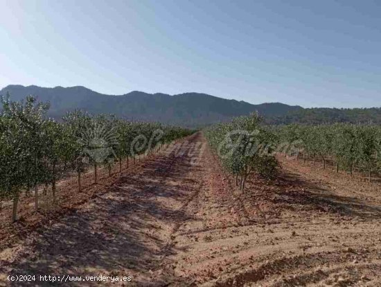 Suelo rústico en Venta en Yecla Murcia