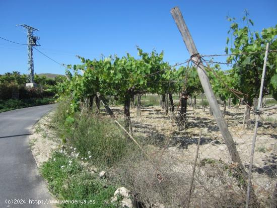  Parcela con viñedos - ALICANTE 