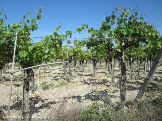 Parcela con viñedos - ALICANTE