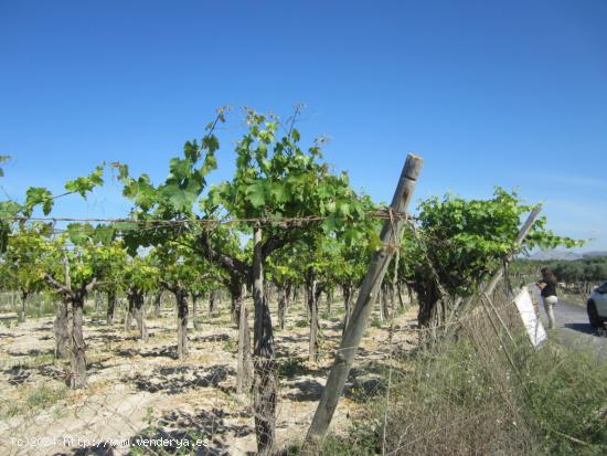 Parcela con viñedos - ALICANTE