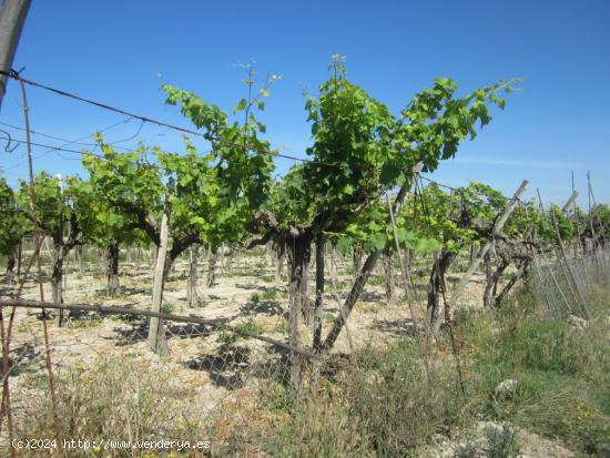 Parcela con viñedos - ALICANTE