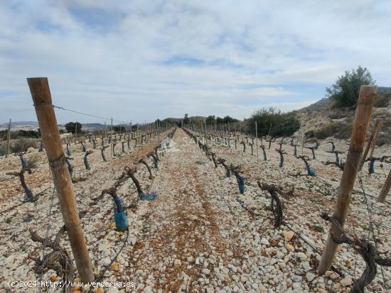 SE VENDE TERRENO RUSTICO CON MAGNIFICAS VISTAS EN ASPE - ALICANTE