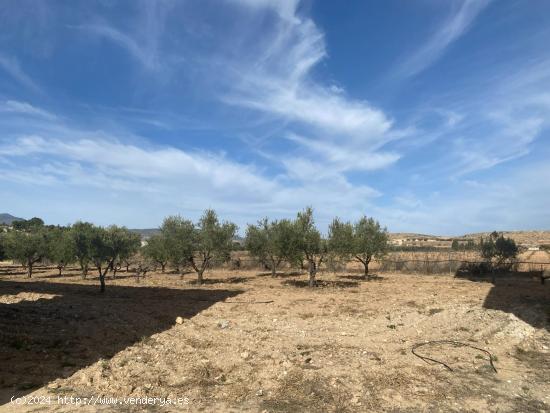 Nave con terreno, vallada, para reformar a  S O L O 3 minutos de Pinoso - ALICANTE