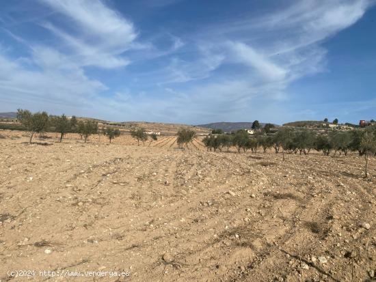 Nave con terreno, vallada, para reformar a  S O L O 3 minutos de Pinoso - ALICANTE