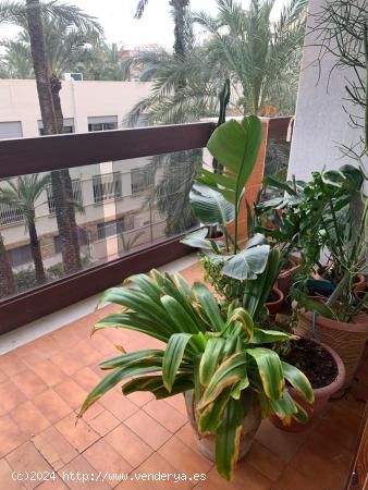  Exclusiva vivienda en pleno centro de Elche - ALICANTE 