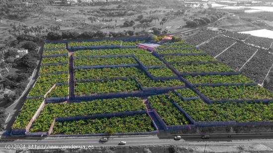 CASA PARA REFORMAR EN ABAMA CON FINCA DE PLATANOS - SANTA CRUZ DE TENERIFE