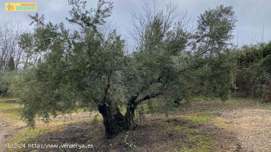 Buen olivar fachada a carretera - CORDOBA