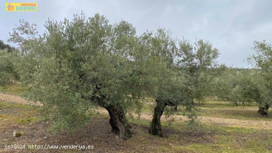 Buen olivar fachada a carretera - CORDOBA