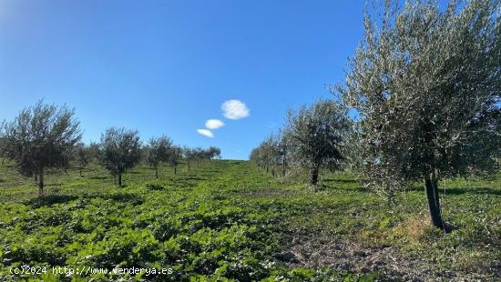 Fantástica finca de garrotes - CORDOBA