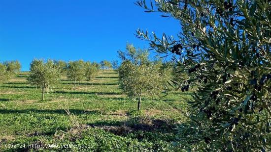 Fantástica finca de garrotes - CORDOBA