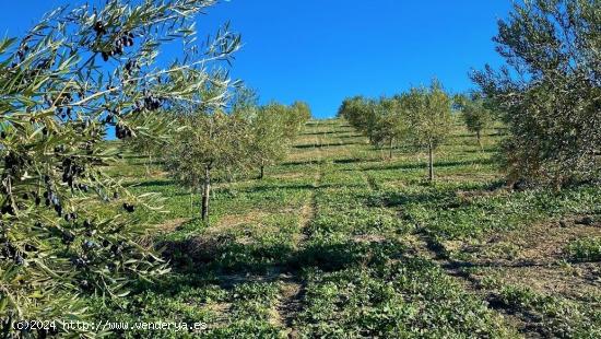 Fantástica finca de garrotes - CORDOBA