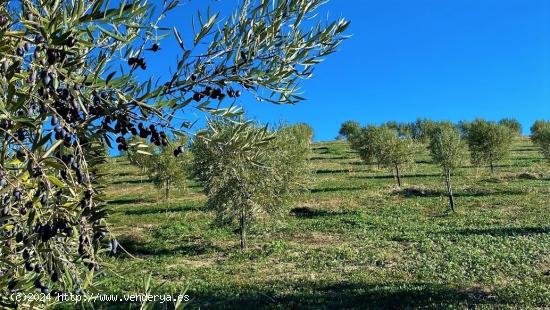 Fantástica finca de garrotes - CORDOBA