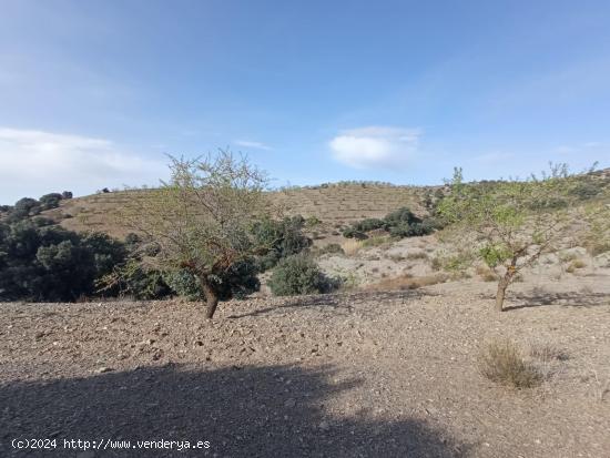 11Hectareas de terreno , vivienda y agua - ALMERIA