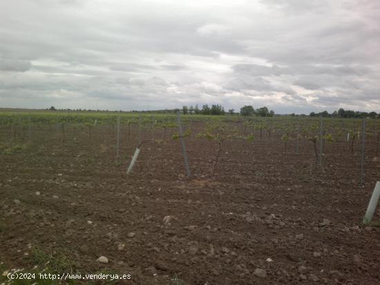  SE VENDE FINCA DE VIÑEDO EN TERMINO DE SOCUELLAMOS CON DERECHOS DE RIEGO EN TODA LA FINCA - CIUDAD  