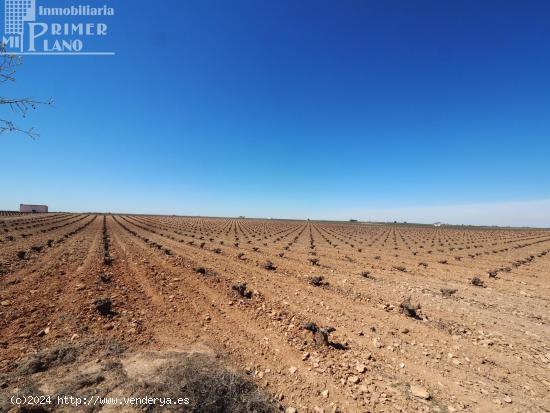 *¡¡OFERTA!! 20 fanegas de viña en el paraje Perdigon carretera Socuellamos* - CIUDAD REAL