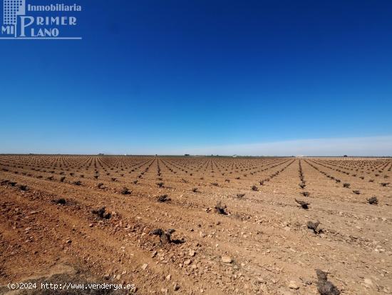 *¡¡OFERTA!! 20 fanegas de viña en el paraje Perdigon carretera Socuellamos* - CIUDAD REAL