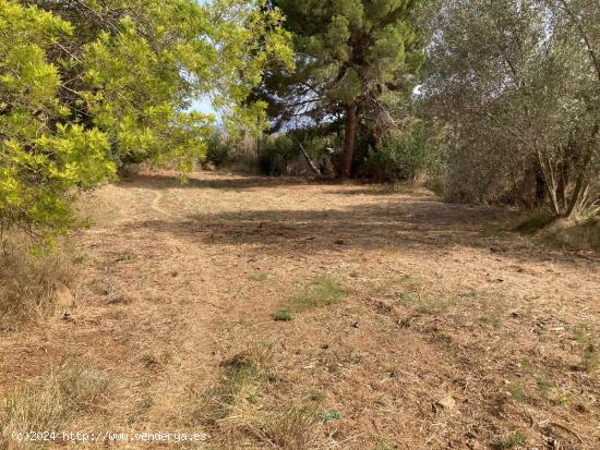 Finca rústica con suministros en Pineda de Mar - BARCELONA