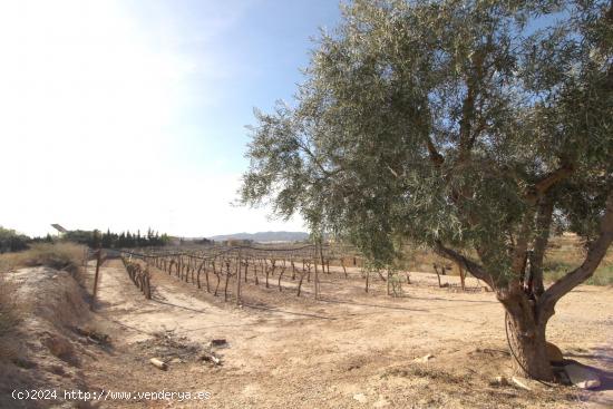  TERRENO EN PRODUCCION PLENA - ALICANTE 