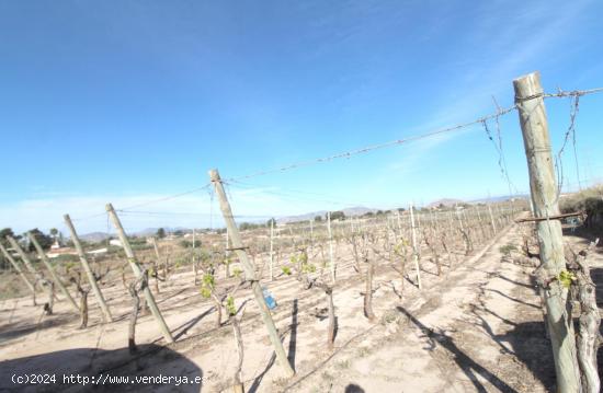 TERRENO EN PRODUCCION PLENA - ALICANTE