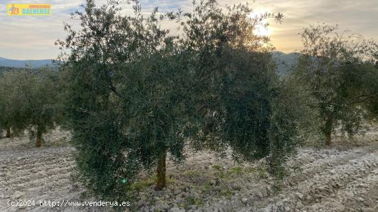 Finca de olivar intensivo - CORDOBA