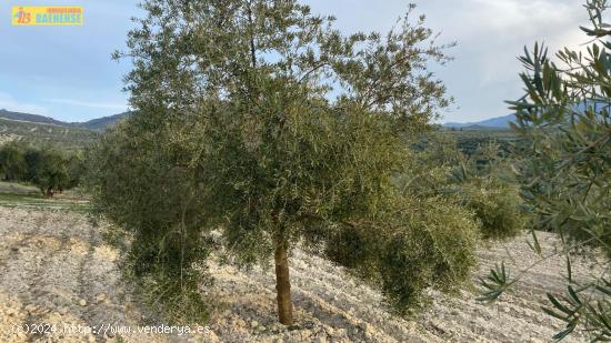 Finca de olivar intensivo - CORDOBA