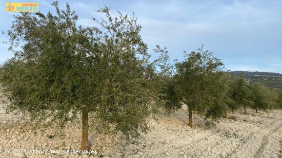 Finca de olivar intensivo - CORDOBA