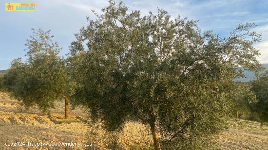 Finca de olivar intensivo - CORDOBA