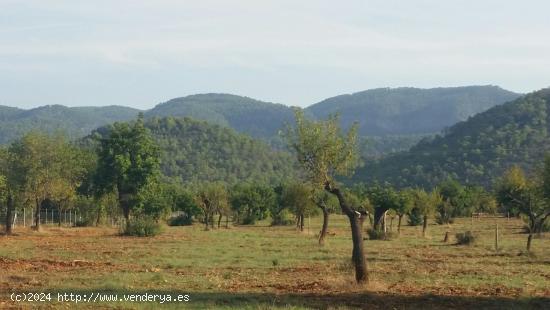 Parcela en bunyola con proyecto de construccion - BALEARES