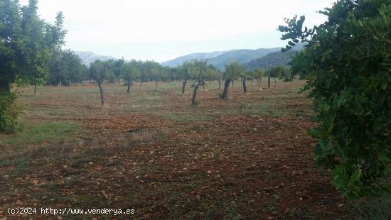 Parcela en bunyola con proyecto de construccion - BALEARES