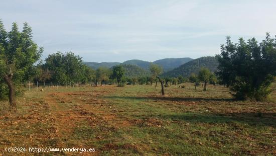 Parcela en bunyola con proyecto de construccion - BALEARES