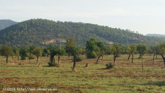  Parcela en Bunyola Parc - BALEARES 