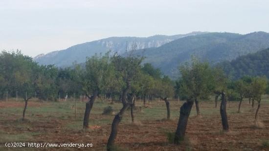 Parcela en Bunyola Parc - BALEARES