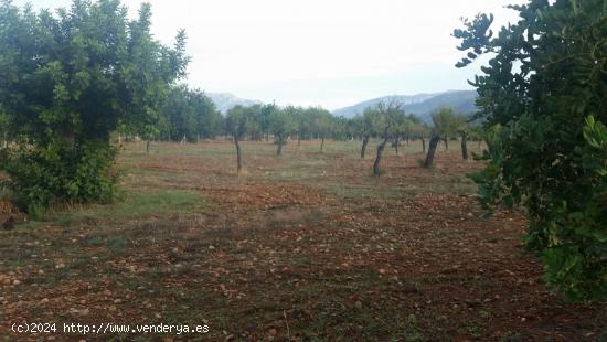 Parcela en Bunyola Parc - BALEARES