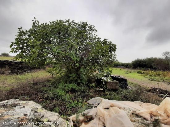 parcela a 1000 m2 con pozo al lado de Botija - CACERES